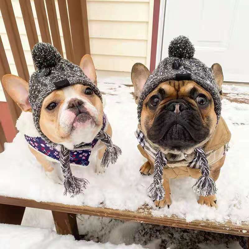 Pet Cat Hat Fighting Bago Big Dog Cat Dog